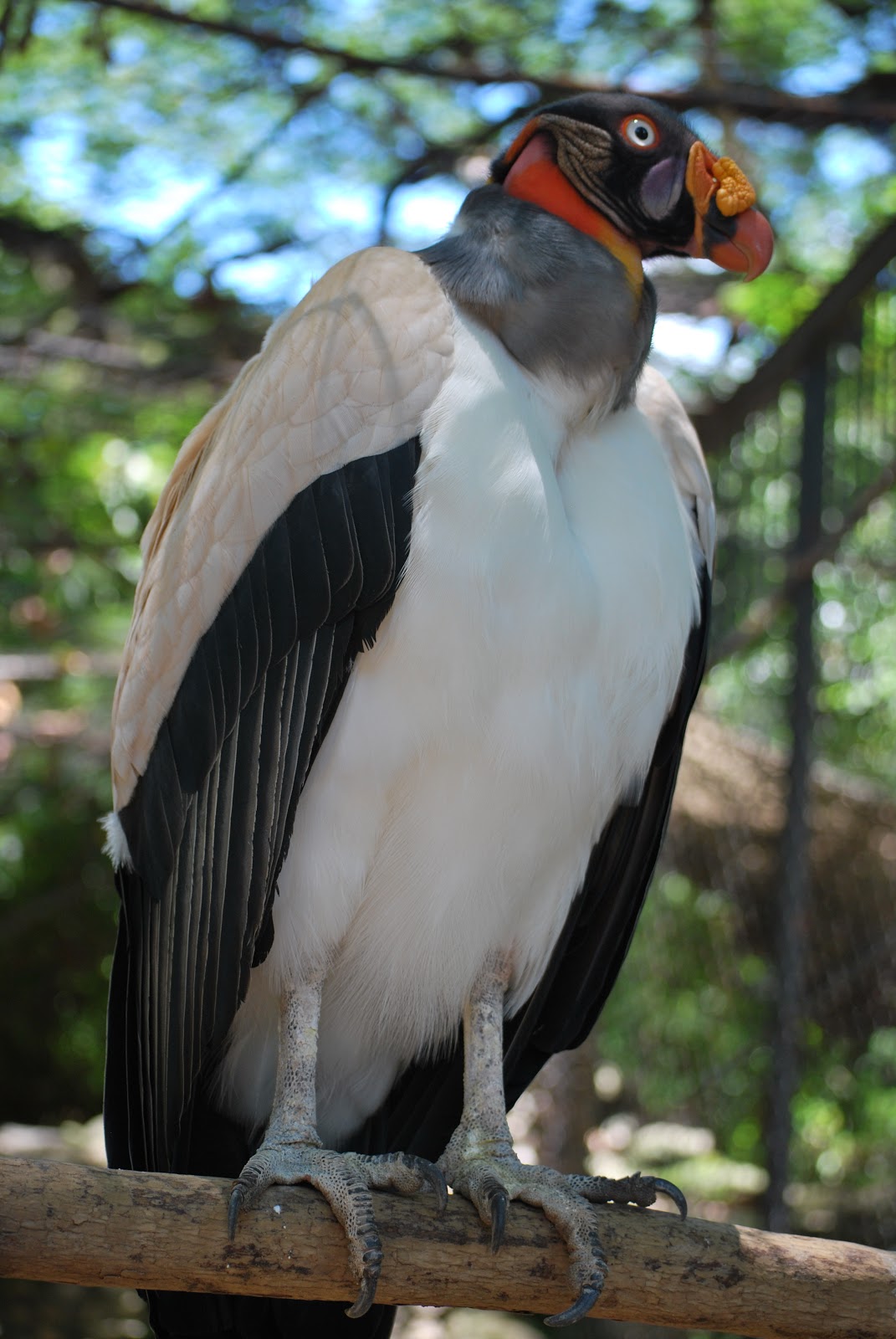 Humboldtina Venezuela Konigsgeier Sarcoramphus Papa Rey Zamuro