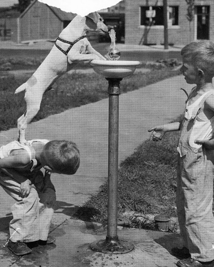 60 Inspiring Historic Pictures That Will Make You Laugh And Cry - Best Friends
