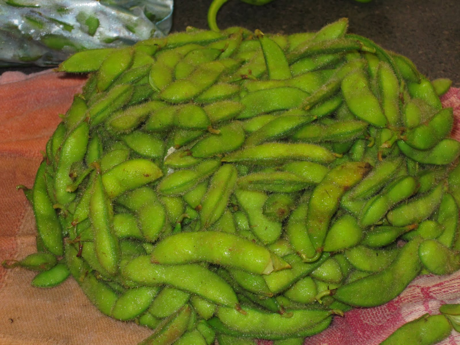 Marisa Makes Grow Your Own Edamame