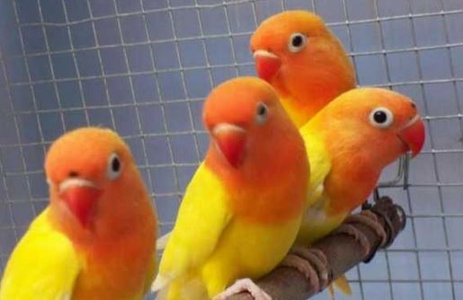 Jenis-Jenis Lovebird Beserta Gambar Lengkap | Tips Cara Beternak Lovebird