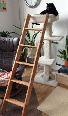 Dorm ladder for cats