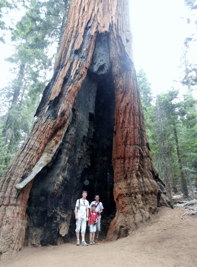 Mariposa Grove Yosemite Californie Séquoias Géants