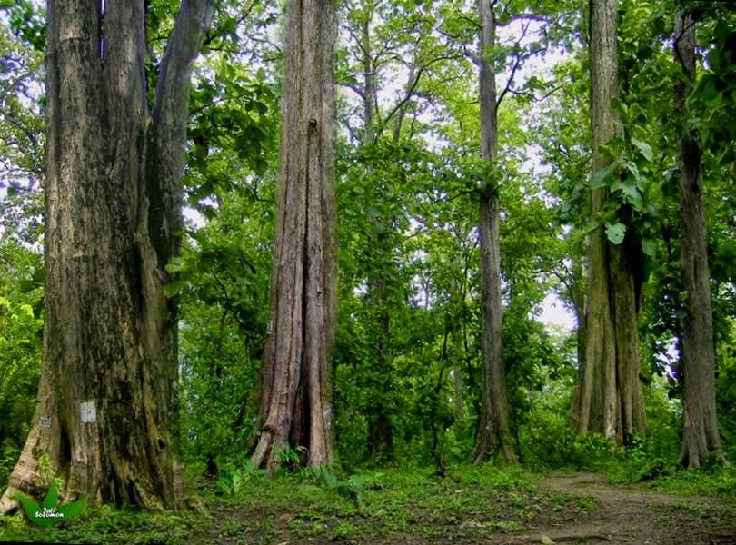 Bunga Pohon Jati Jati Solomon