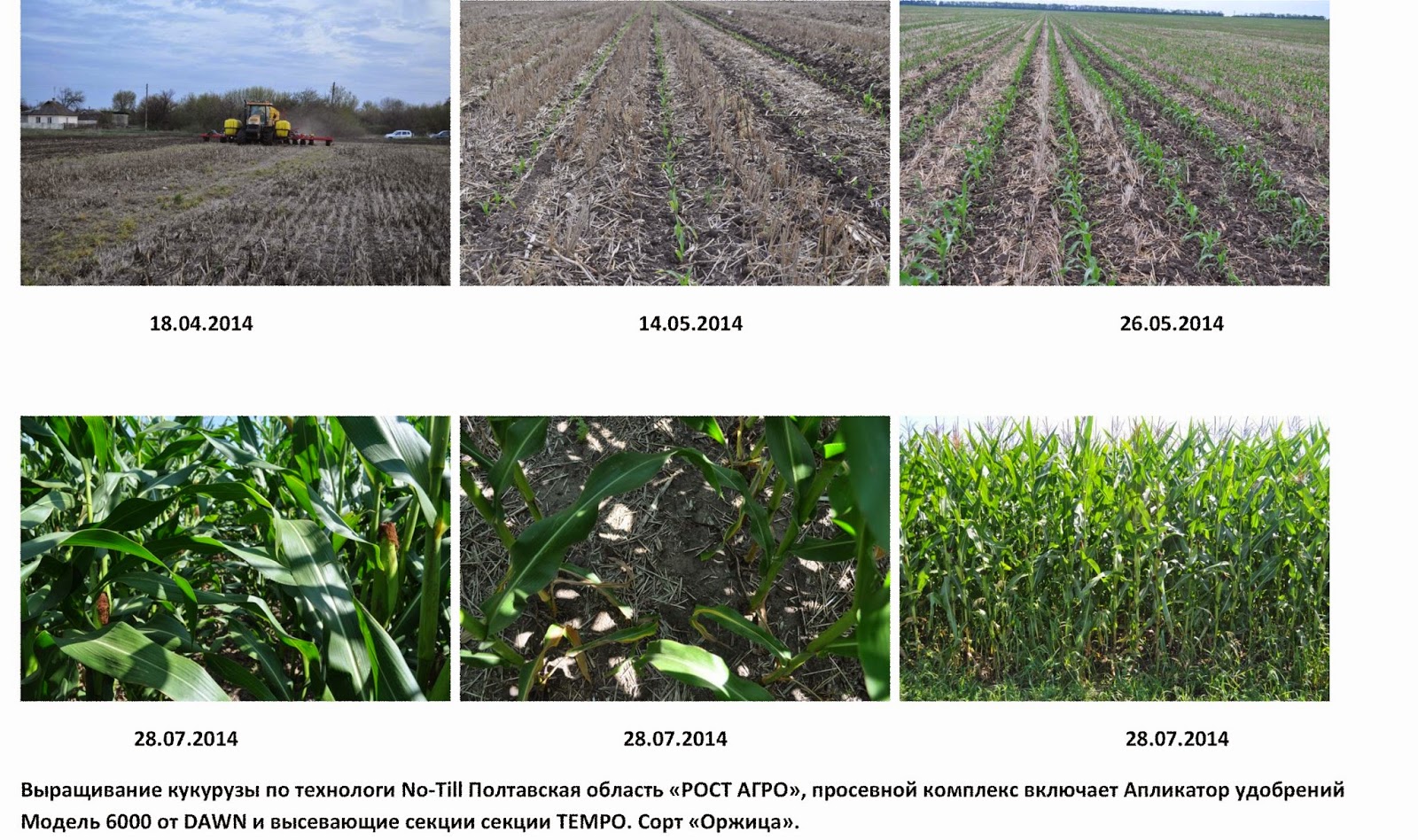 технология выращивания кукурузы