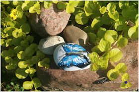 motyle świata, Butterflies of the world, painting on the rock, rock art, stone art. Morpho cipris motyle świata, Butterflies of the world, painting on the rock, rock art, stone art. Morpho cipris