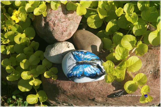 motyle świata, Butterflies of the world, painting on the rock, rock art, stone art. Morpho cipris motyle świata, Butterflies of the world, painting on the rock, rock art, stone art. Morpho cipris