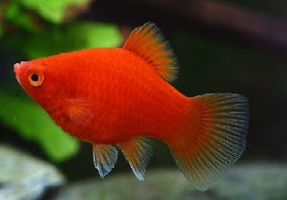 Ikan Red Platy Gambar Ikan Red Platy