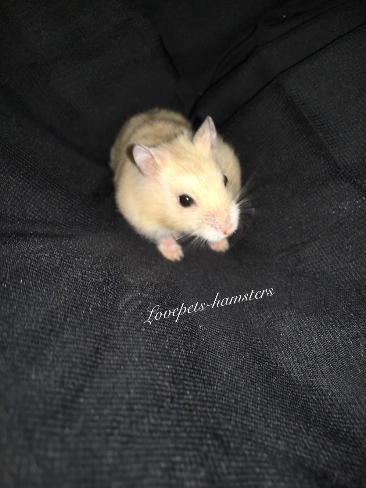 yellow pudding hamster