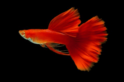 Daftar Ikan Guppy Termahal Dan Tercantik Paling Populer Top Ikan