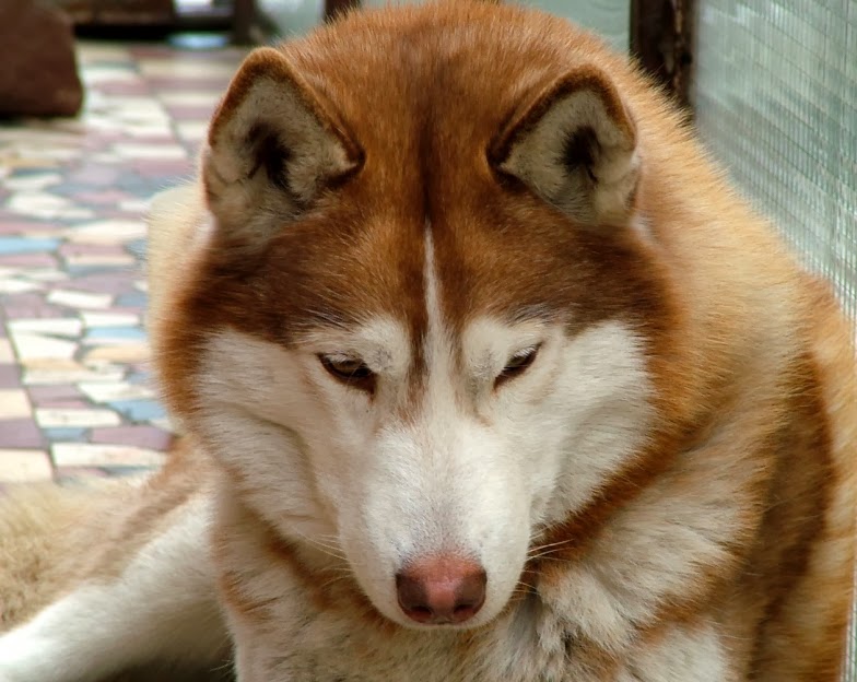 different breeds of dogs: siberian husky | red siberian husky puppies 