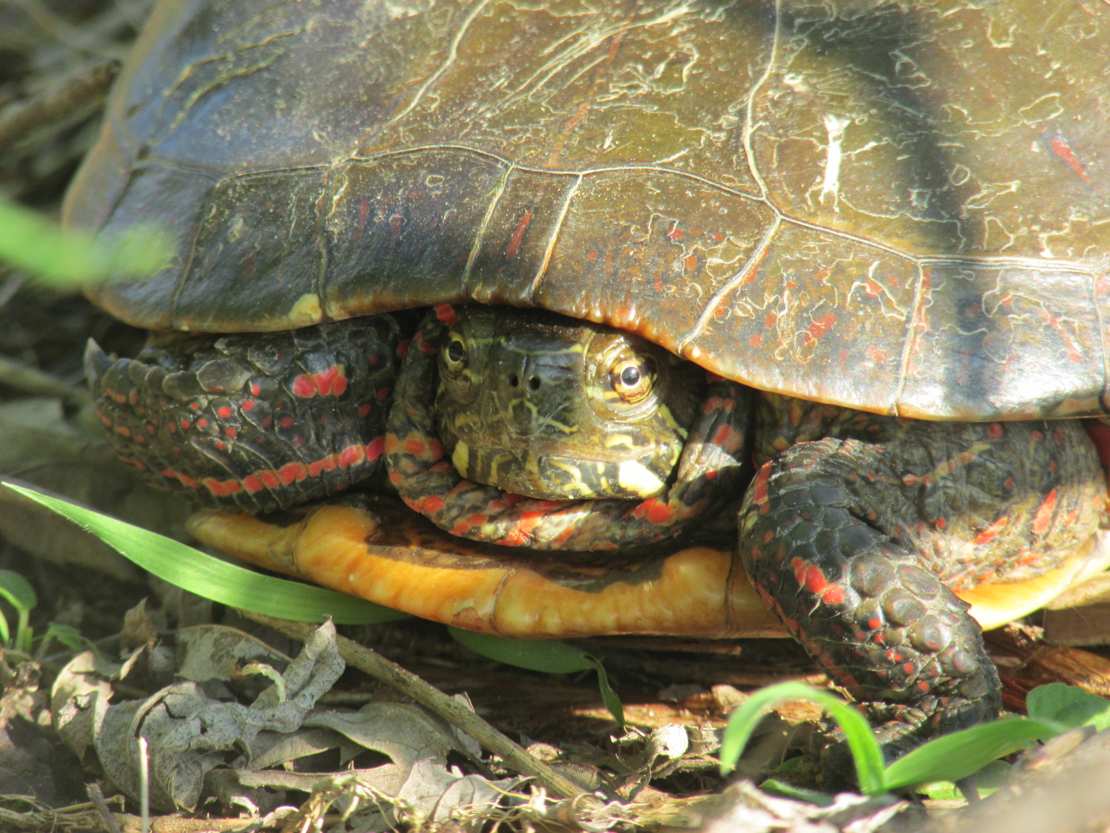 Murray & Candace's Adventures Adult midland painted turtle...