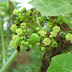 Jatropha-based alley cropping system’s contribution to carbon sequestration - IJAAR an open access research journals