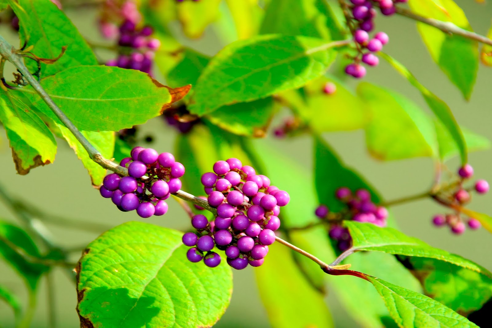 koopman-s-botanica-callicarpa-bodinieri-schoonvrucht