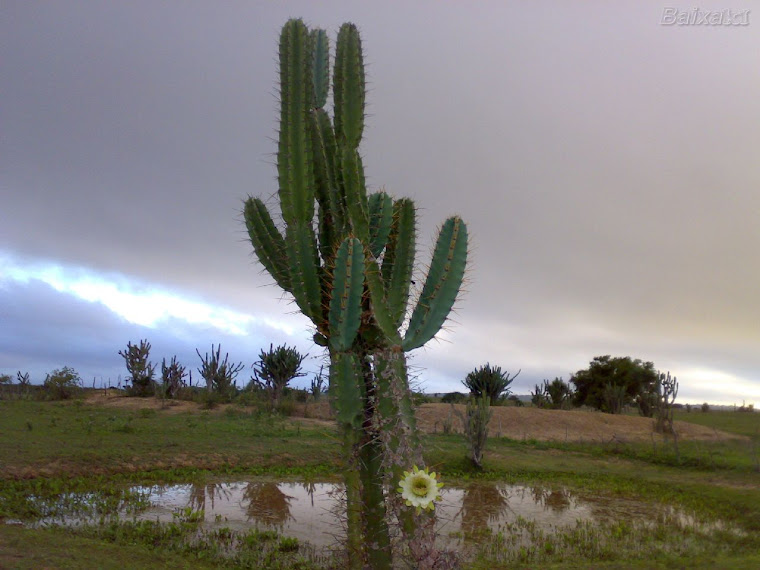 Mandacaru, quando fulora na seca é sinal que a chuva chega no sertão...