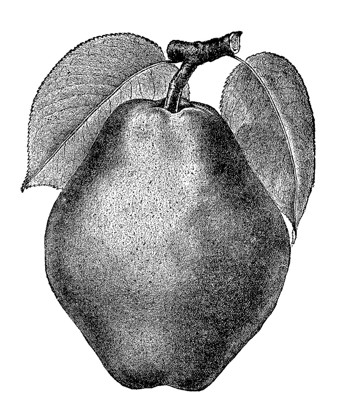 Digital Stamp Design Free Vintage Fruit Pear Image Botanical Transfer