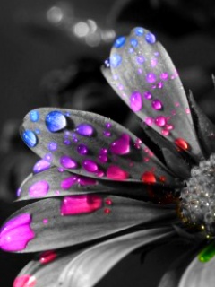 Water Drops Wallpapers For Mobile Phone