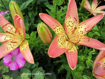 Cottage Garden - Asiatic Lilies
