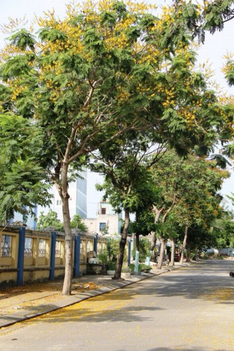 Sắc hoa vàng Đà Nẵng - Ảnh 5 Sac hoa vang Da Nang - Anh 5