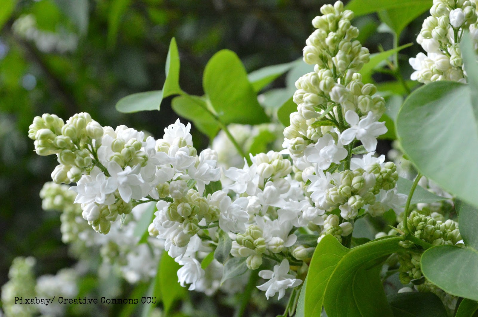 Le Monde De Kitchi Lieben Sie Lyriki 6