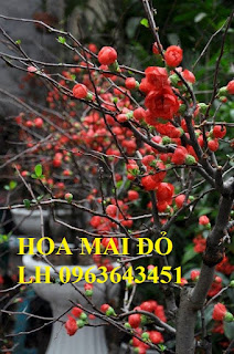 Sỉ, lẻ cây mai đỏ, cây hoa mai đỏ bán tết 2019, cây hoa mai đỏ bonsai, uy tín, giao toàn quốc Sỉ, lẻ cây mai đỏ, cây hoa mai đỏ bán tết 2019, cây hoa mai đỏ bonsai, uy tín, giao toàn quốc