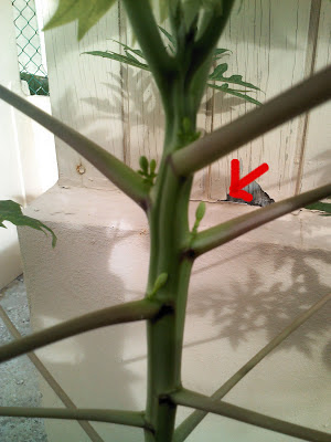 Foto Blog Puerto Rico: Arbolito de Papaya