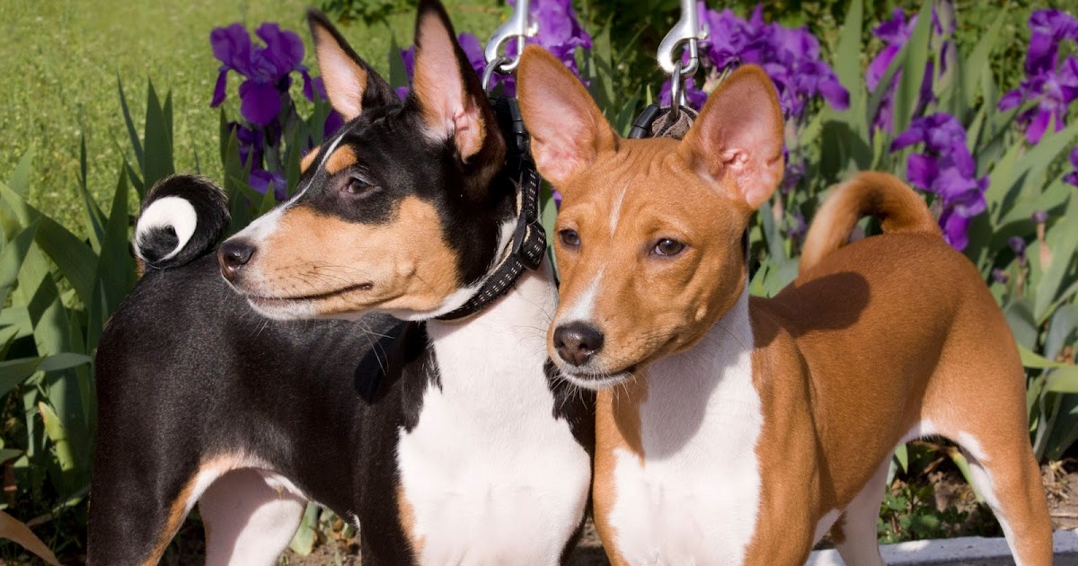 Породы средних собак с названиями для квартиры