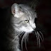 [ΗΠΕΙΡΟΣ]Κανάλι Πρέβεζα:Σκότωσαν με πυροβόλο γάτα και την πέταξαν στα σκουπίδια ...