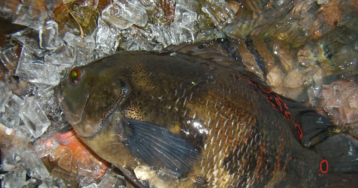 The Flying Kayak Everglades Exotic Fish Tournament