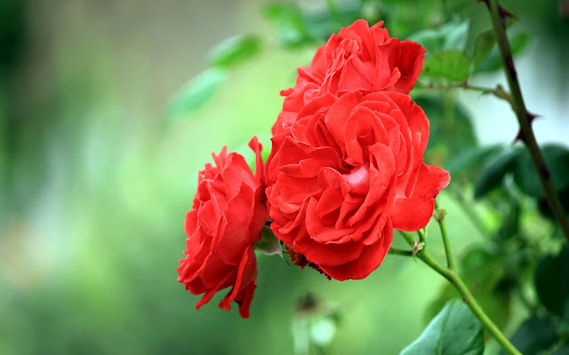 Mooie rode rozen