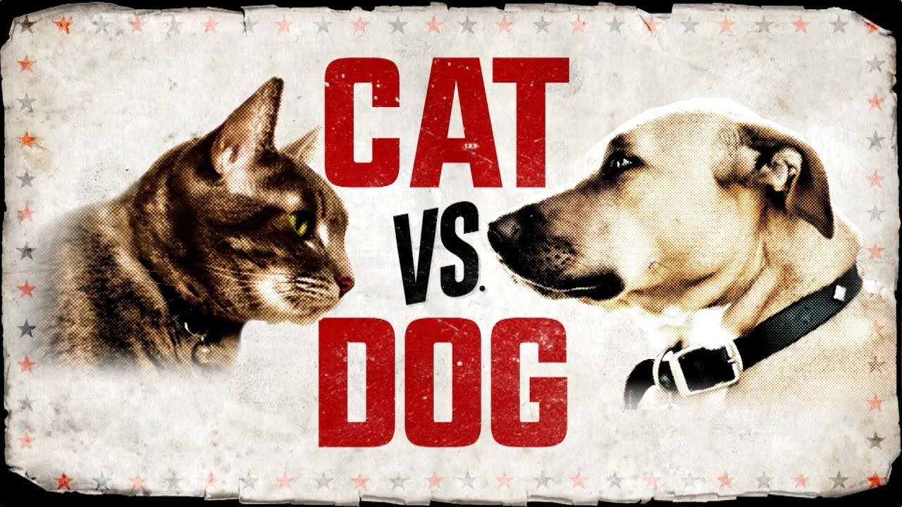 Собаки против людей. Коты vs собаки. Кошки против собак. Кот против собаки. Кошки против собак 1.
