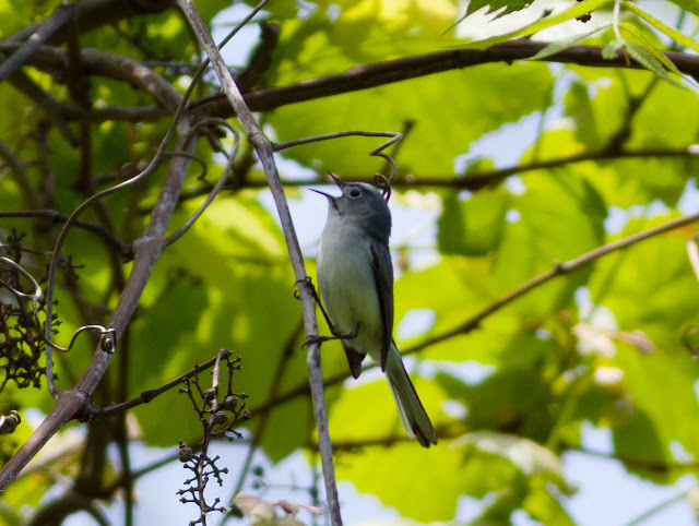 Blue-grey Gnatcatcher - Doodletown, New York