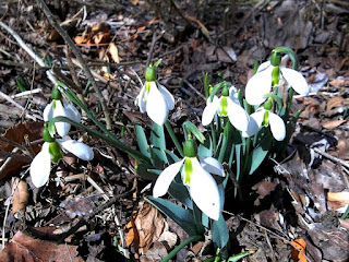 snowdrops