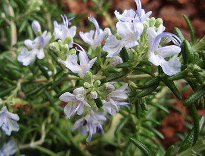 Flores azuladas del romero (Rosmarinus officinalis)