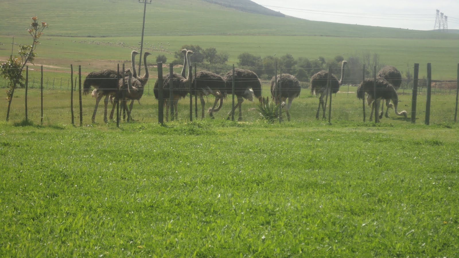 I (heart) Cape Town: West Coast Ostrich Farm