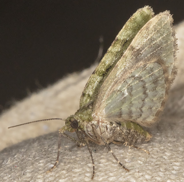 V-pug, Chloroclystis v-ata. Luxford Lane, Crowborough, 5 July 2017. V-pug, Chloroclystis v-ata. Luxford Lane, Crowborough, 5 July 2017.