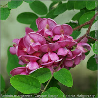 Robinia margaretta 'Casque Rouge' flowers  - Robinia Małgorzaty 'Casque Rouge'  kwiaty