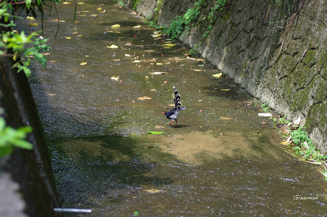 溢洪道裡經常可以見到玩水的藍鵲