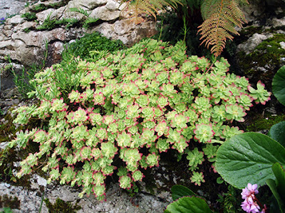 Sedum (Sedum palmeri)