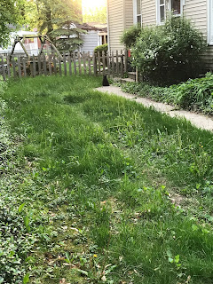 This is the shy sister; the other kitty is friendly