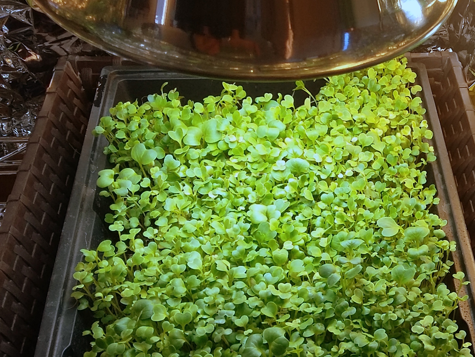 Backyard Garden Grow Seedlings or Microgreens Under Lights in Northern Alberta