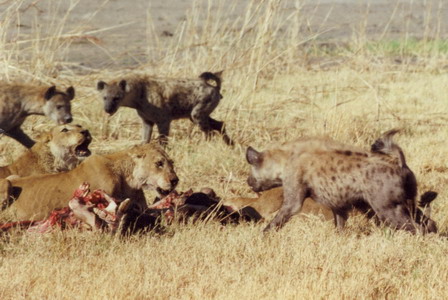 Lions and Hyenas | Innocent Hyenas vs Tigers ~ Wild Life