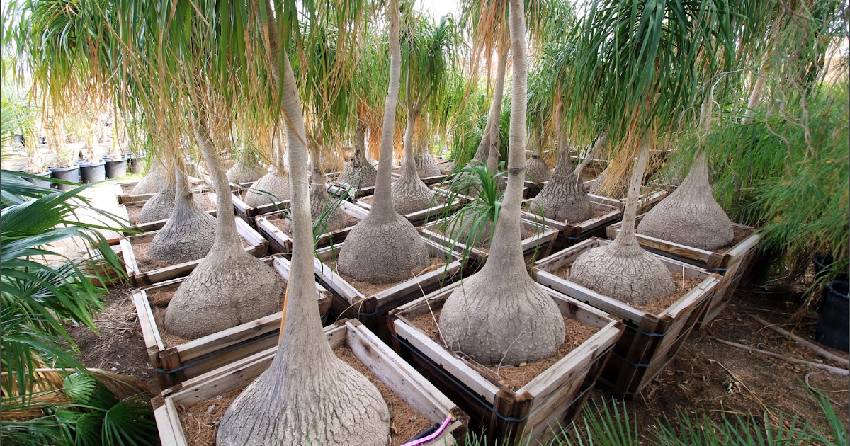 Sunland Cactus Nursery
