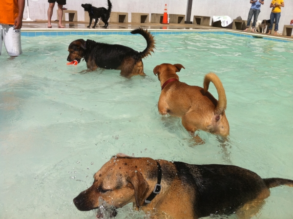 small wading pool for dogs