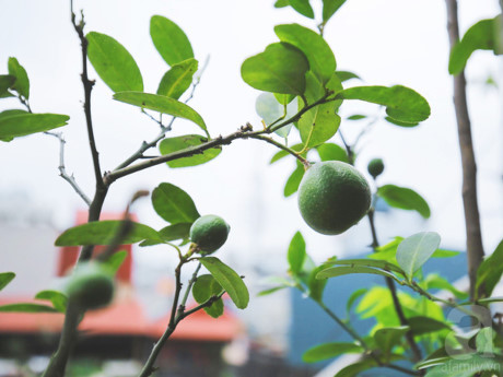 Nguong mo mo hinh VAC cua chang trai 9x o ngay trung tam Ha Noi - Anh 7