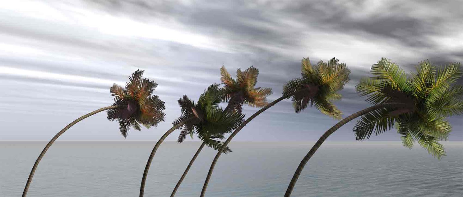 A Novel Creation www.WatersWords.com: A Palm Tree Kind of Resiliency