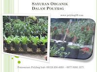 Trend Gaya Hidup Sehat, Bertanam Sayuran Alami Organik Dalam Polybag