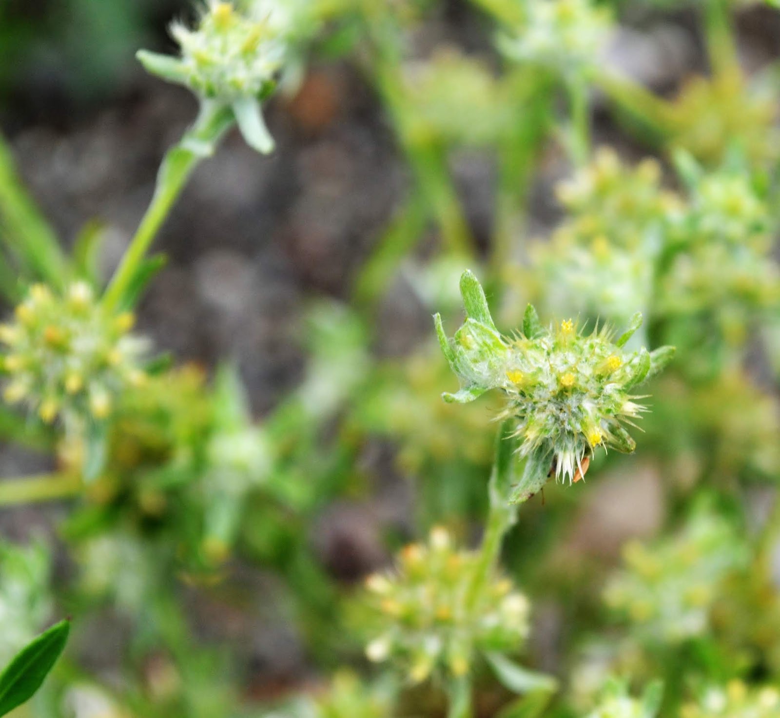 Διαδρομές Μικρόπους ο όρθιος, bombycilaena erecta