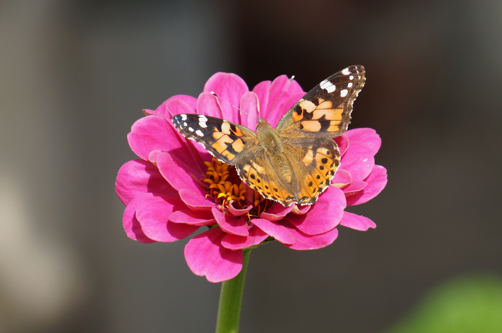 Fabol Denn Bleiben Ist Nirgends