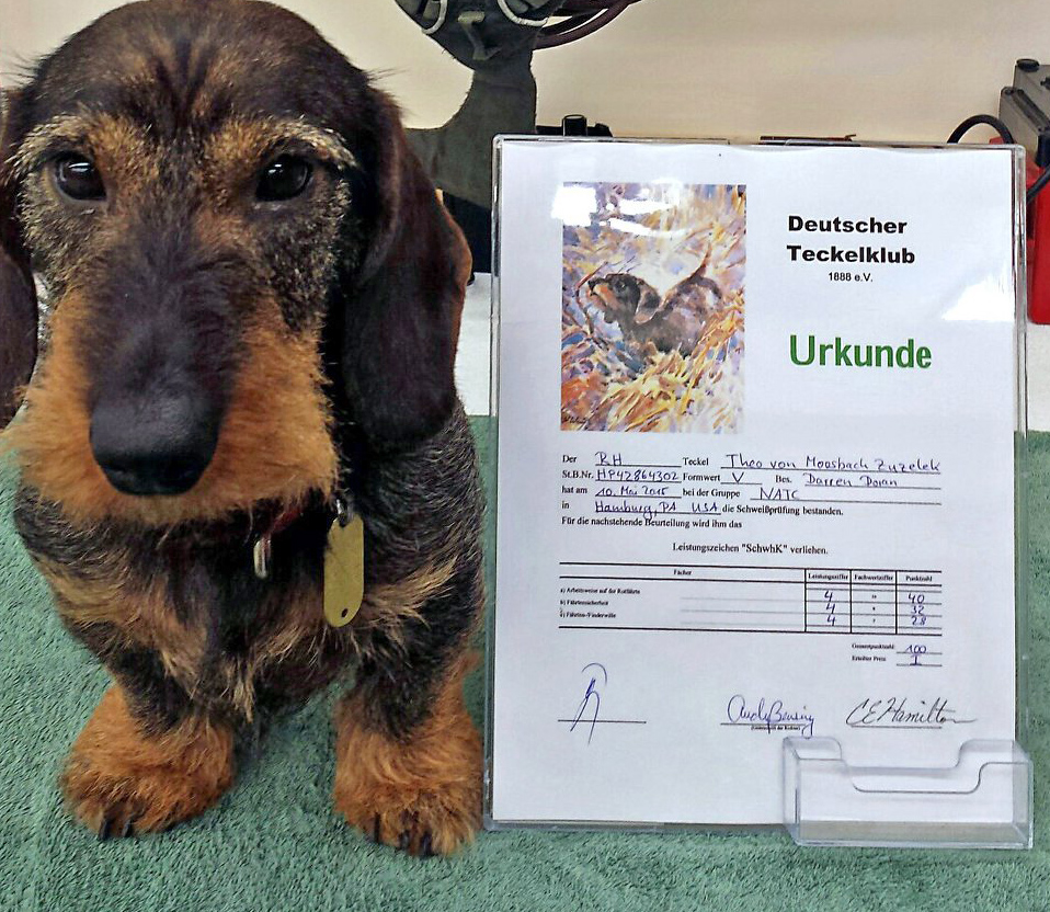 teckel dachshund puppies for sale