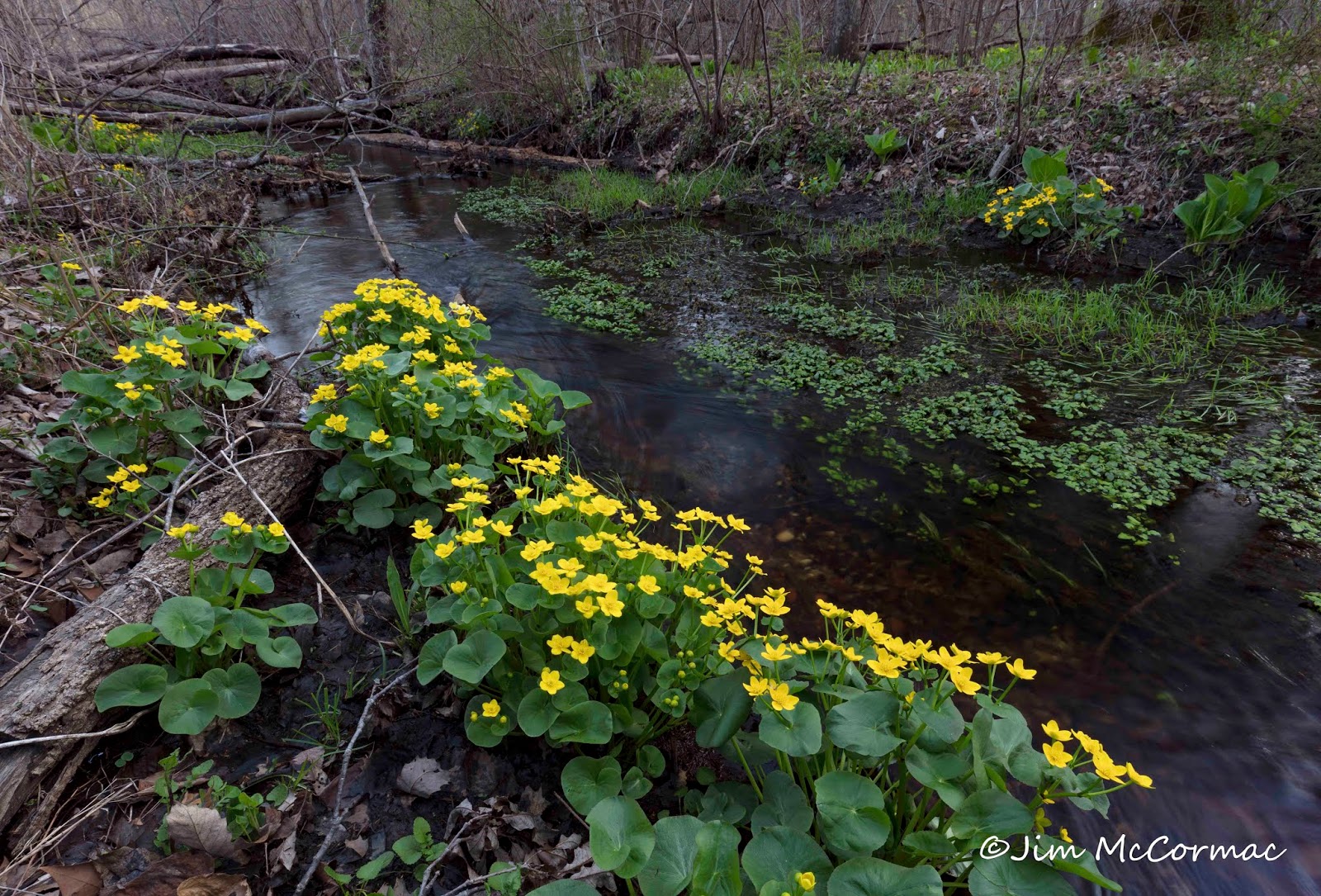 Ohio Birds and Biodiversity Marshmarigold